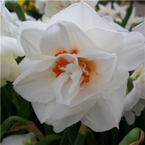 Narcissus (Daffodil) 'Acropolis' 